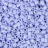 Bulk Top Tier Pale Lilac